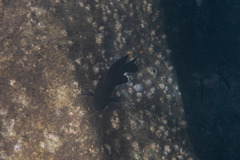 Plectroglyphidodon apicalis