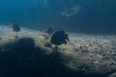 Plectroglyphidodon apicalis