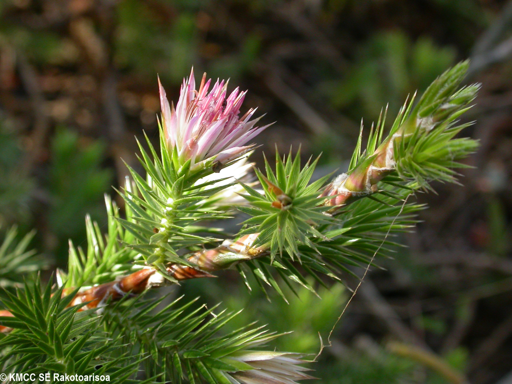 Macledium grandidieri