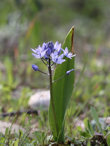 Single-Leaved Squill