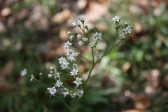 Gypsophila fastigiata