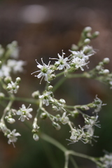Gypsophila fastigiata