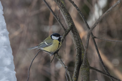 Parus major
