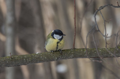Parus major