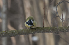 Parus major