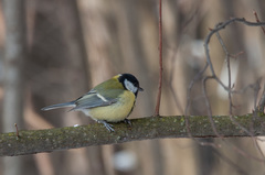 Parus major