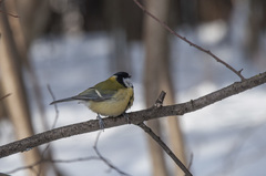 Parus major