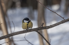 Parus major