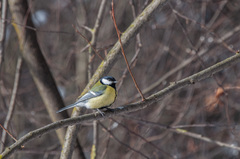 Parus major