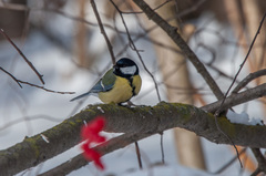 Parus major
