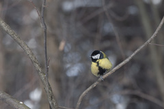 Parus major
