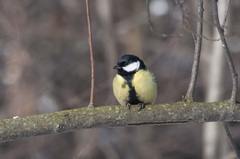 Parus major