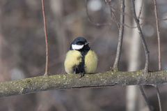 Parus major