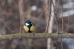 Parus major