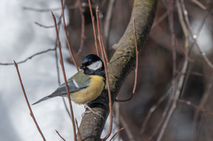 Parus major