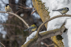 Parus major