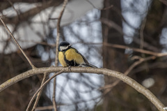 Parus major