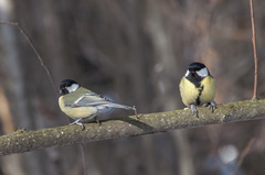 Parus major