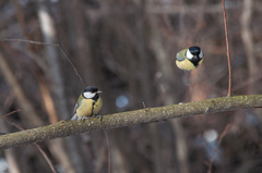 Parus major