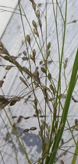 Panicum schinzii