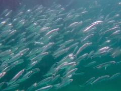 Sardinella