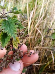 Urtica aspera