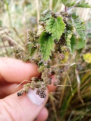 Urtica aspera