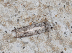 Lichenaula onychotypa