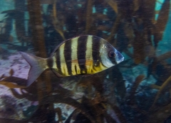 Diplodus hottentotus