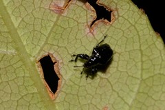Euops tuberculatus