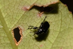 Euops tuberculatus