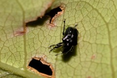 Euops tuberculatus