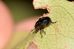 Euops tuberculatus