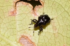 Euops tuberculatus