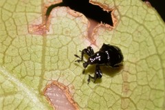 Euops tuberculatus