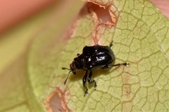Euops tuberculatus