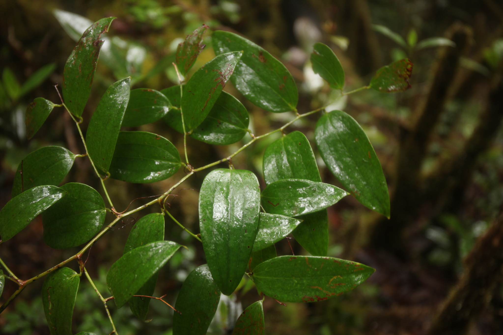 Smilax corbularia (Smilax corbularia)