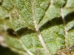 Urtica aspera