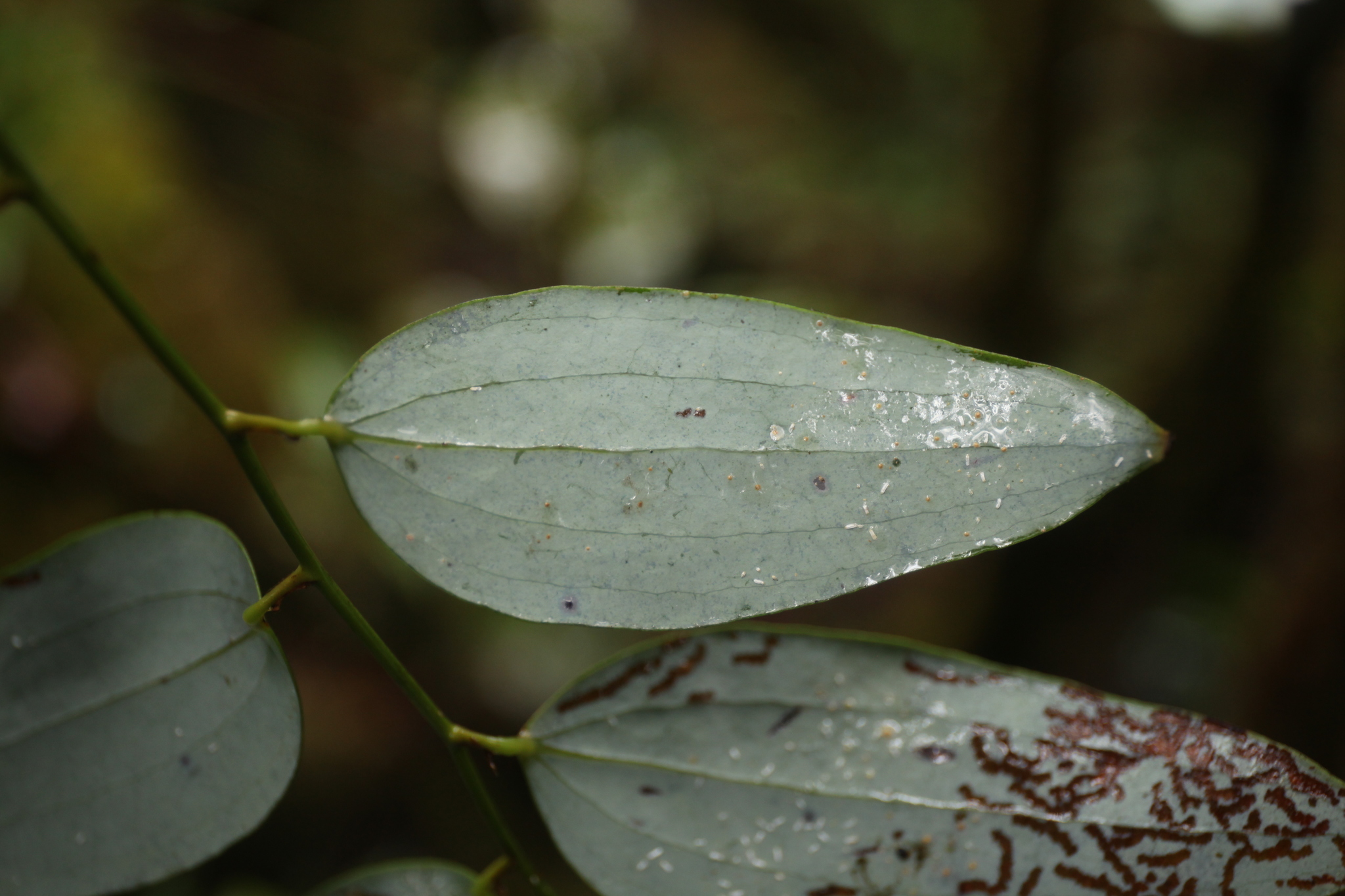 Smilax corbularia — ảnh 2
