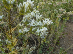 Swertia densifolia