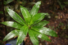 Hedyotis