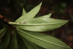 Hedyotis