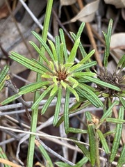 Pultenaea petiolaris