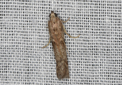 Cryptoblabes hemigypsa