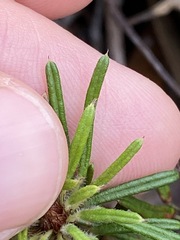 Pultenaea petiolaris