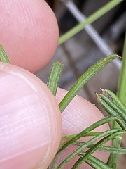 Pultenaea petiolaris