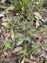Pultenaea petiolaris