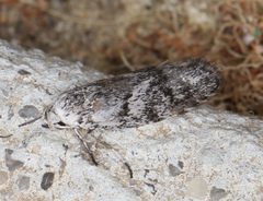 Lichenaula onychotypa