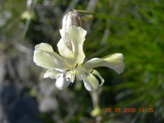 Silene saxatilis