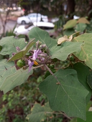 Solanum violaceum
